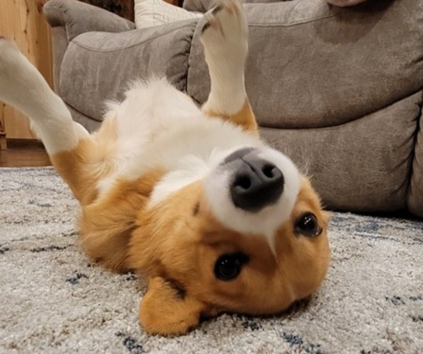 Medium Photo #30  Breeder Profile in AMERICUS, KS, USA