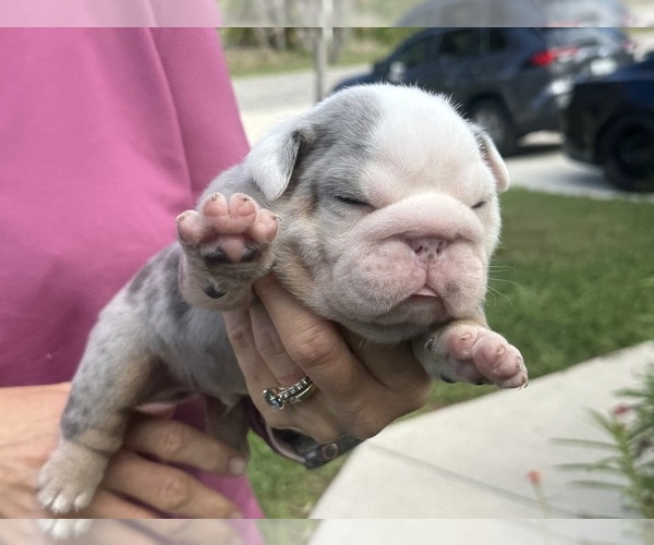 Medium Photo #10  Breeder Profile in LEHIGH ACRES, FL, USA