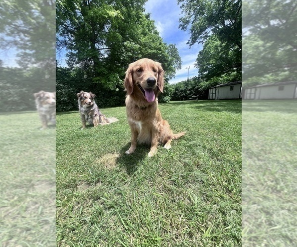 Medium Photo #12  Breeder Profile in HARRISON, OH, USA
