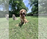 Small #11 Breeder Profile image