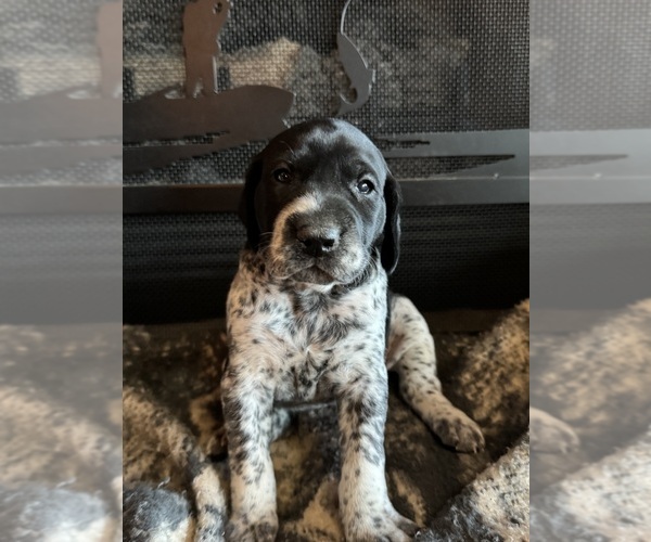 Medium Photo #19  Breeder Profile in BOONVILLE, IN, USA