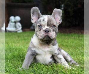 French Bulldog Dog Breeder near COCOA, FL, USA