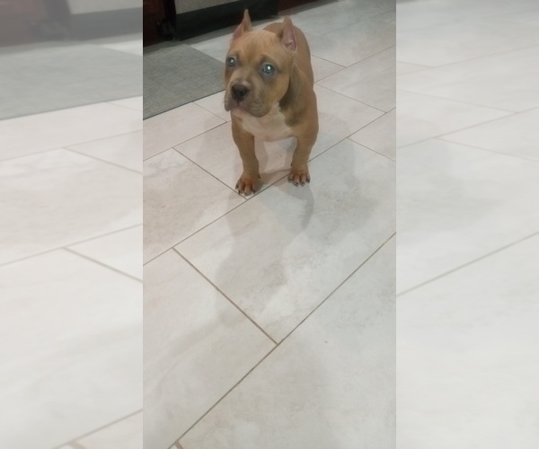 Medium Photo #7  Breeder Profile in DETROIT, MI, USA