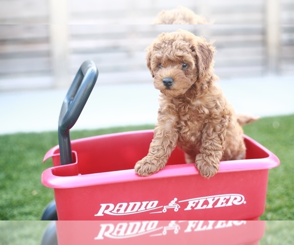 Medium Photo #6  Breeder Profile in LONG BEACH, CA, USA