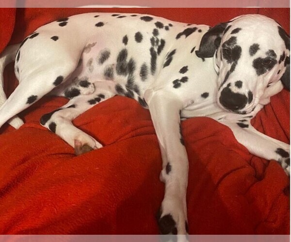 Medium Photo #1  Breeder Profile in JAMESTOWN, NY, USA