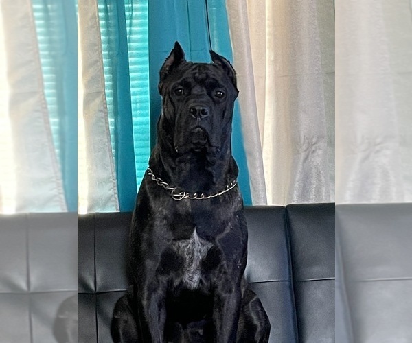 Medium Photo #1  Breeder Profile in PROVIDENCE, KY, USA