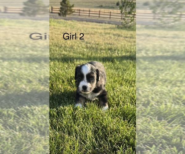 Medium Photo #5  Breeder Profile in STRASBURG, CO, USA