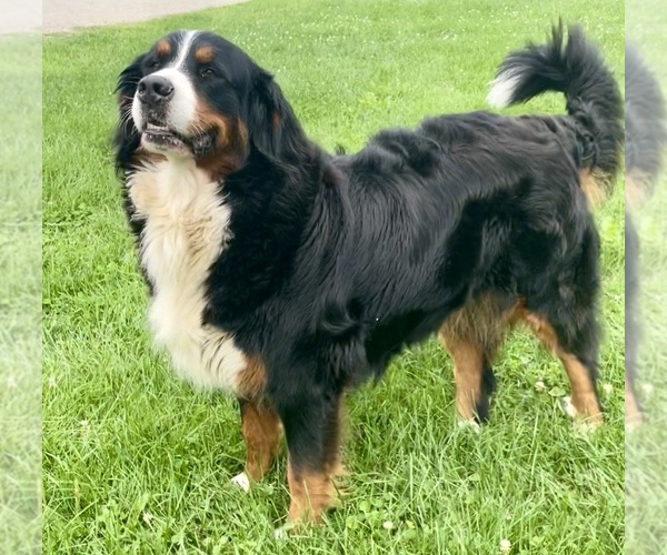 Medium Photo #2  Breeder Profile in PALMYRA, ME, USA