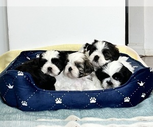 Shih Tzu Dog Breeder near VANCOUVER, WA, USA