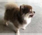 Small #8 Breeder Profile image