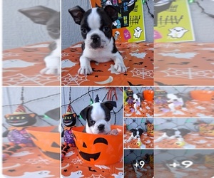 Boston Terrier Dog Breeder near SEBRING, FL, USA