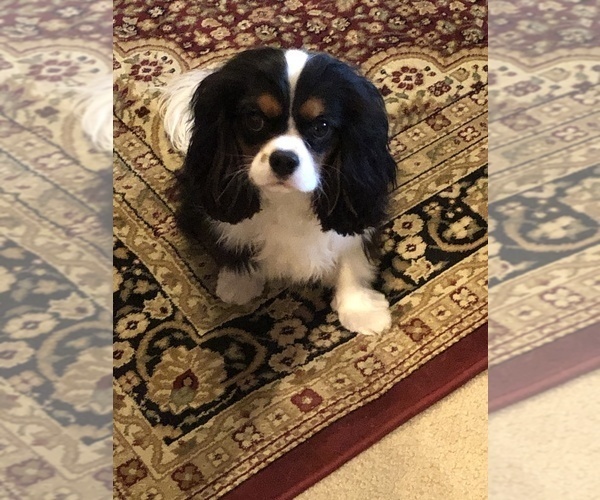 Medium Photo #7  Breeder Profile in PARKERS LAKE, KY, USA