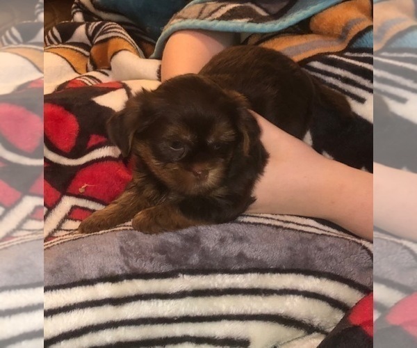 Medium Photo #26  Breeder Profile in SCOTTSDALE, AZ, USA