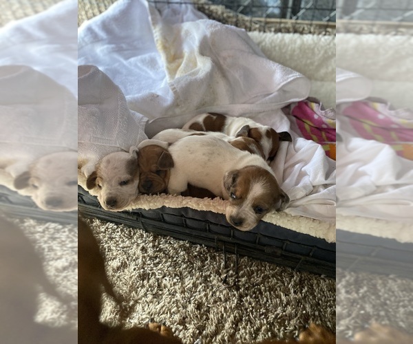 Medium Photo #1  Breeder Profile in KERRVILLE, TX, USA