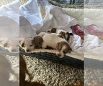 Small breeder photo
