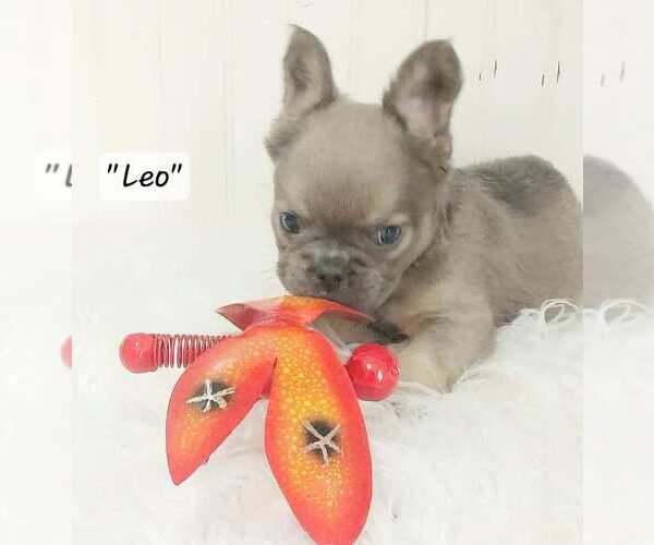 Medium Photo #18  Breeder Profile in COLONIAL BCH, VA, USA