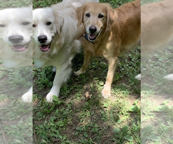 Medium Photo #46  Breeder Profile in LAKE GEORGE, NY, USA