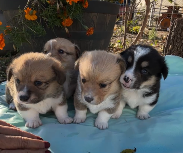 Medium Photo #2  Breeder Profile in MIDLOTHIAN, TX, USA