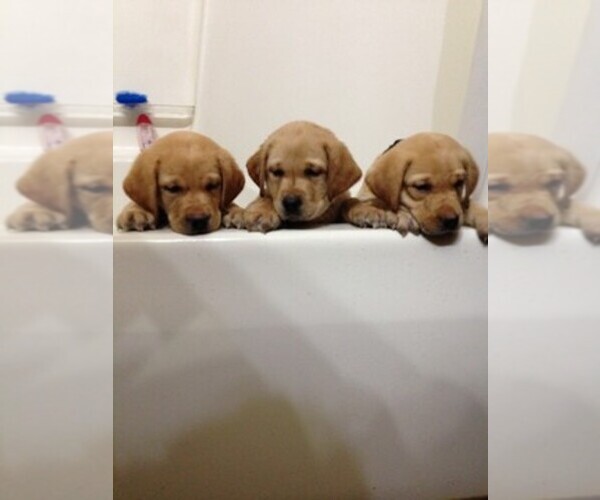 Medium Photo #1  Breeder Profile in WESTBY, WI, USA