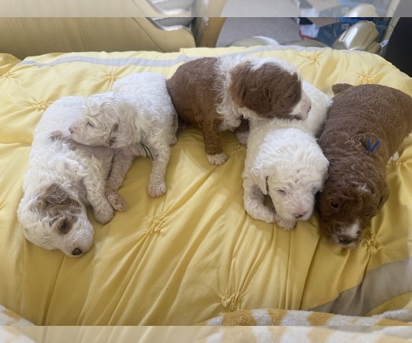 Medium Photo #24  Breeder Profile in SAN ANTONIO, TX, USA