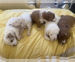 Small #23 Breeder Profile image