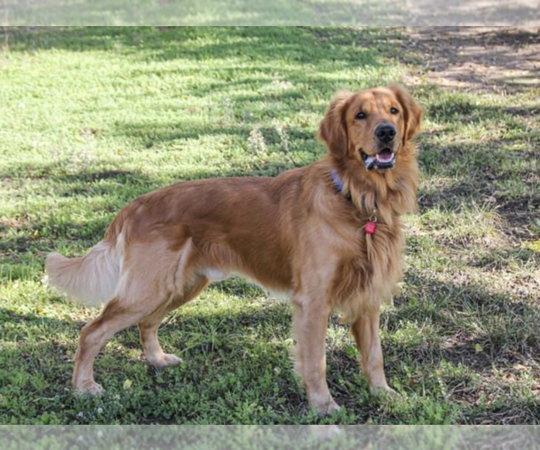 Medium Photo #1  Breeder Profile in ATWATER, CA, USA