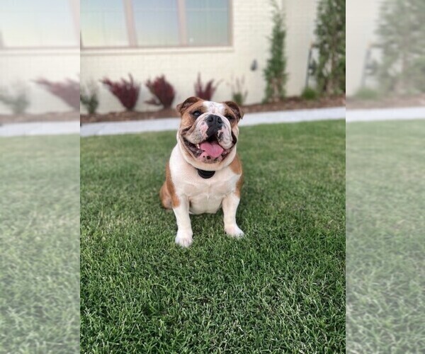 Medium Photo #1  Breeder Profile in OKLAHOMA CITY, OK, USA