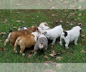 Main photo of English Bulldog Dog Breeder near DOSS, MO, USA