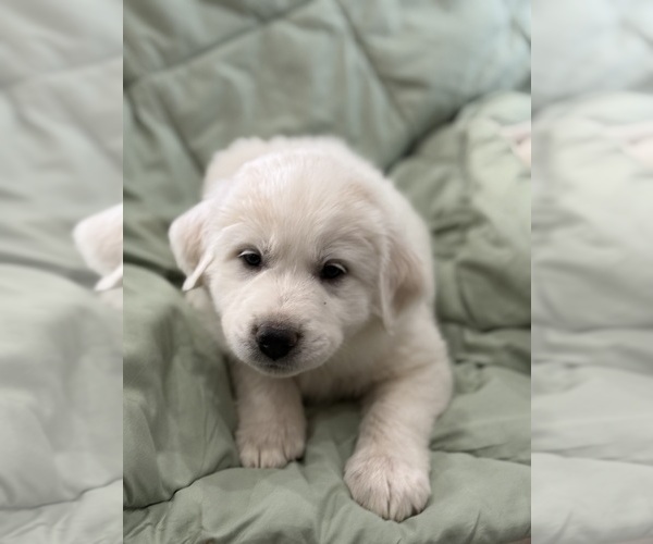 Medium Photo #5  Breeder Profile in WEATHERFORD, TX, USA