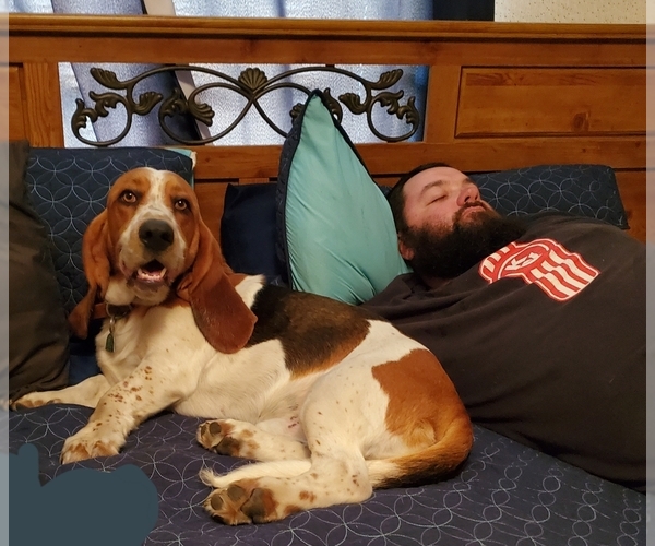 Medium Photo #1  Breeder Profile in BARTLETTSVILLE, IN, USA