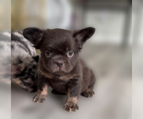 Medium Photo #12  Breeder Profile in PALMDALE, CA, USA