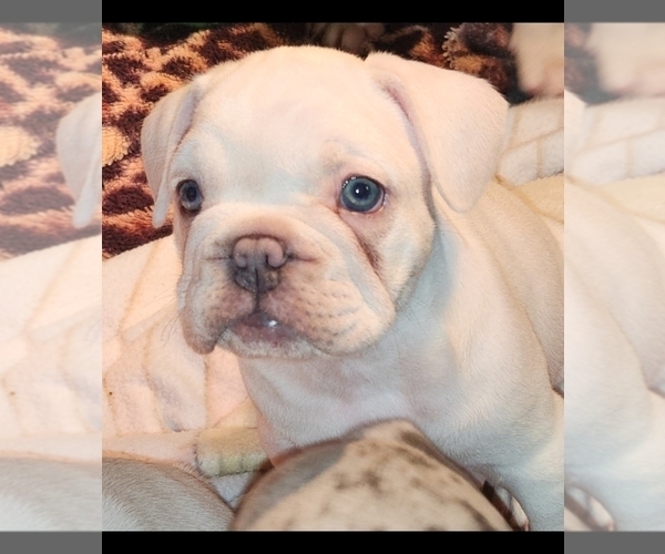 Medium Photo #18  Breeder Profile in BAKER CITY, OR, USA