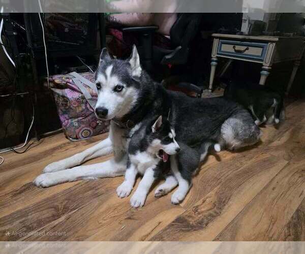Medium Photo #5  Breeder Profile in ALTON, IL, USA