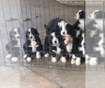 Small #1 Breeder Profile image