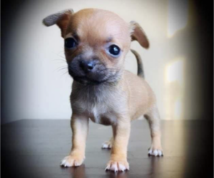 Chihuahua Dog Breeder near ADAMSVILLE, TN, USA