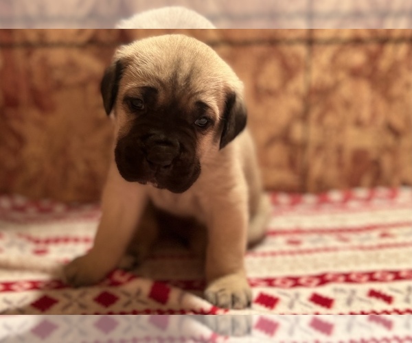 Medium Photo #1  Breeder Profile in SACRAMENTO, CA, USA