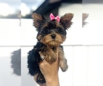 Small breeder photo