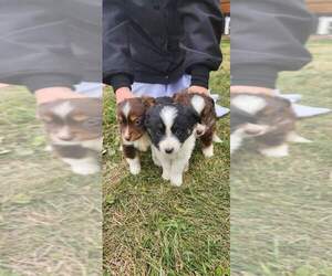 Miniature Australian Shepherd Dog Breeder near LORIMOR, IA, USA