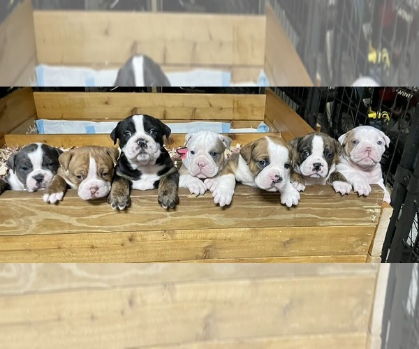 Medium Photo #1  Breeder Profile in BRAINERD, MN, USA