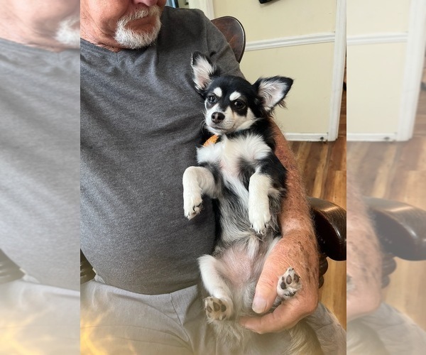 Medium Photo #65  Breeder Profile in HOMERVILLE, GA, USA