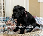Small #2 Breeder Profile image