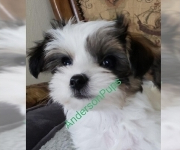 Medium Photo #1  Breeder Profile in FINCASTLE, VA, USA