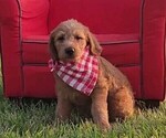 Small breeder photo