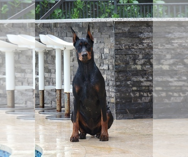 Medium Photo #15  Breeder Profile in FORT LAUDERDALE, FL, USA