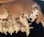 Small breeder photo