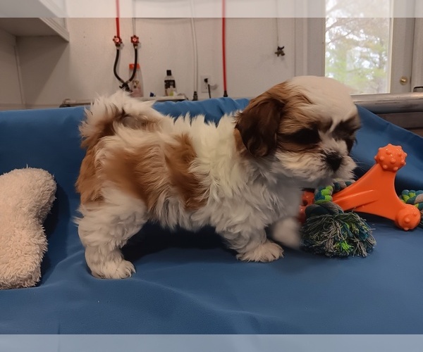 Medium Photo #2  Breeder Profile in CAMPBELL HILL, IL, USA