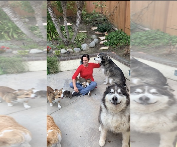 Medium Photo #57  Breeder Profile in MIDLOTHIAN, TX, USA