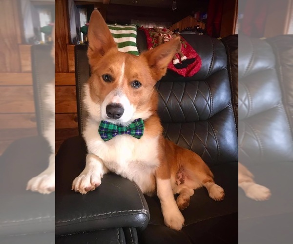 Medium Photo #1  Breeder Profile in GLADYS, VA, USA