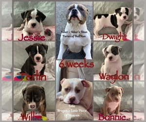 Main photo of American Bully Dog Breeder near EVERETT, WA, USA