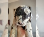 Small #2 Breeder Profile image